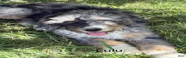 Bernedoodle Puppy 9