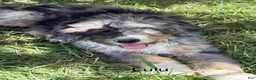 Bernedoodle dogs for sale: Bernedoodle Puppy 9 - Ad 1