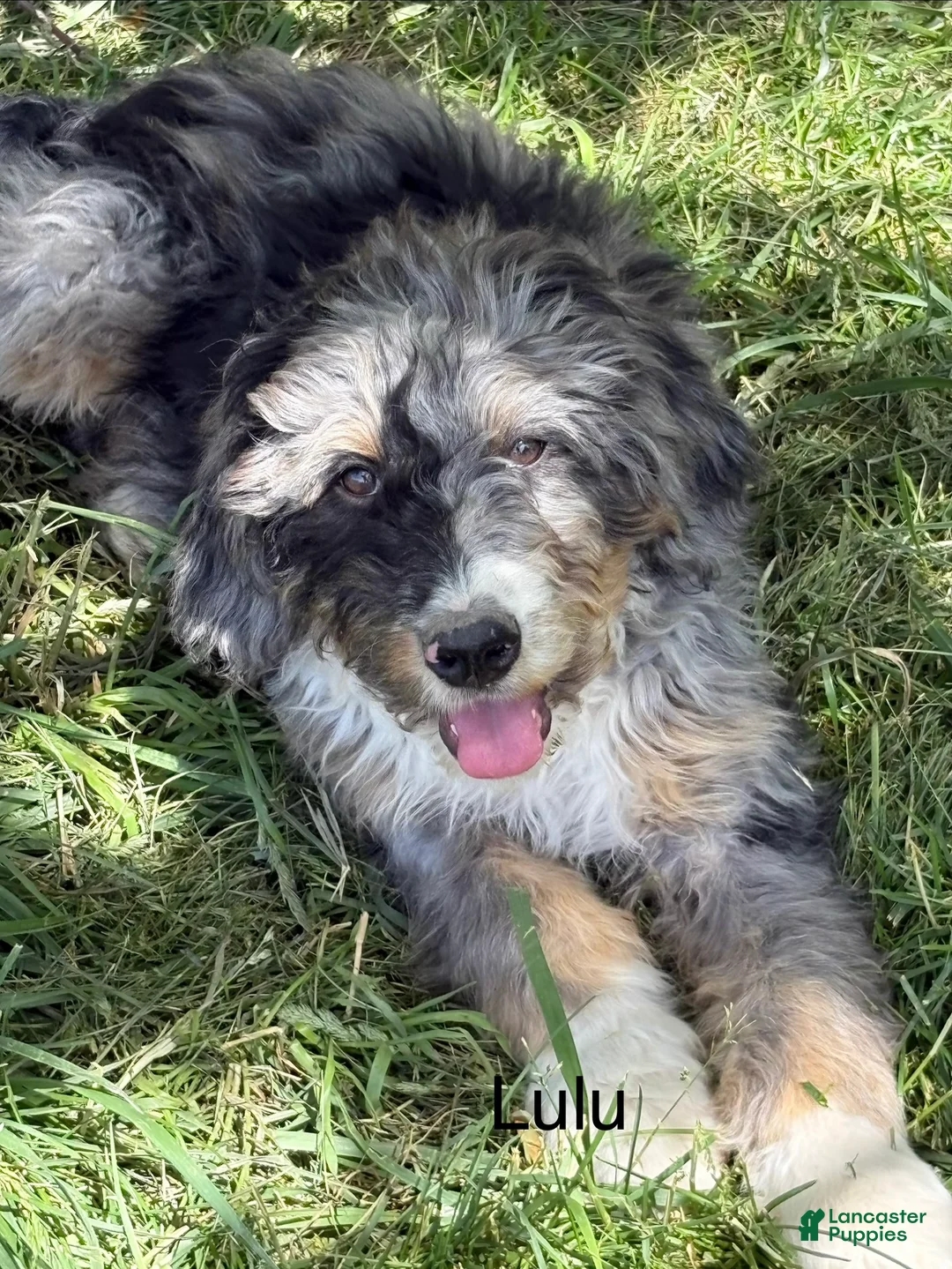 Bernedoodle dogs for sale: Bernedoodle Puppy 9 - Ad 1