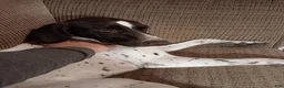 German Shorthaired Pointer dogs for sale: Mac - Ad 9