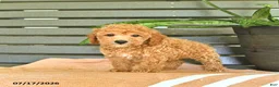 Miniature Poodle dogs for sale: Cornelius - Ad 3