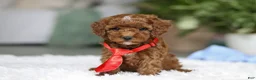 Cavapoo dogs for sale: Bear - Ad 6