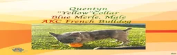 French Bulldog dogs for sale: Quentyn “Yellow” Collar, Male - Ad 3