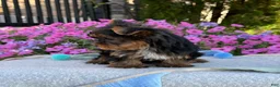 Yorkshire Terrier dogs for sale: Indie - Ad 13