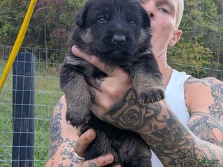 German Shepherd dogs - Ad 4