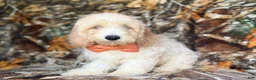 Cockapoo dogs for sale: Ollie - Ad 5