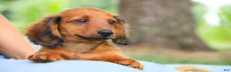 Miniature Dachshund dogs for sale: Tony - Ad 3