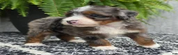 Mini Bernedoodle dogs for sale: Mini Gracie - Ad 6