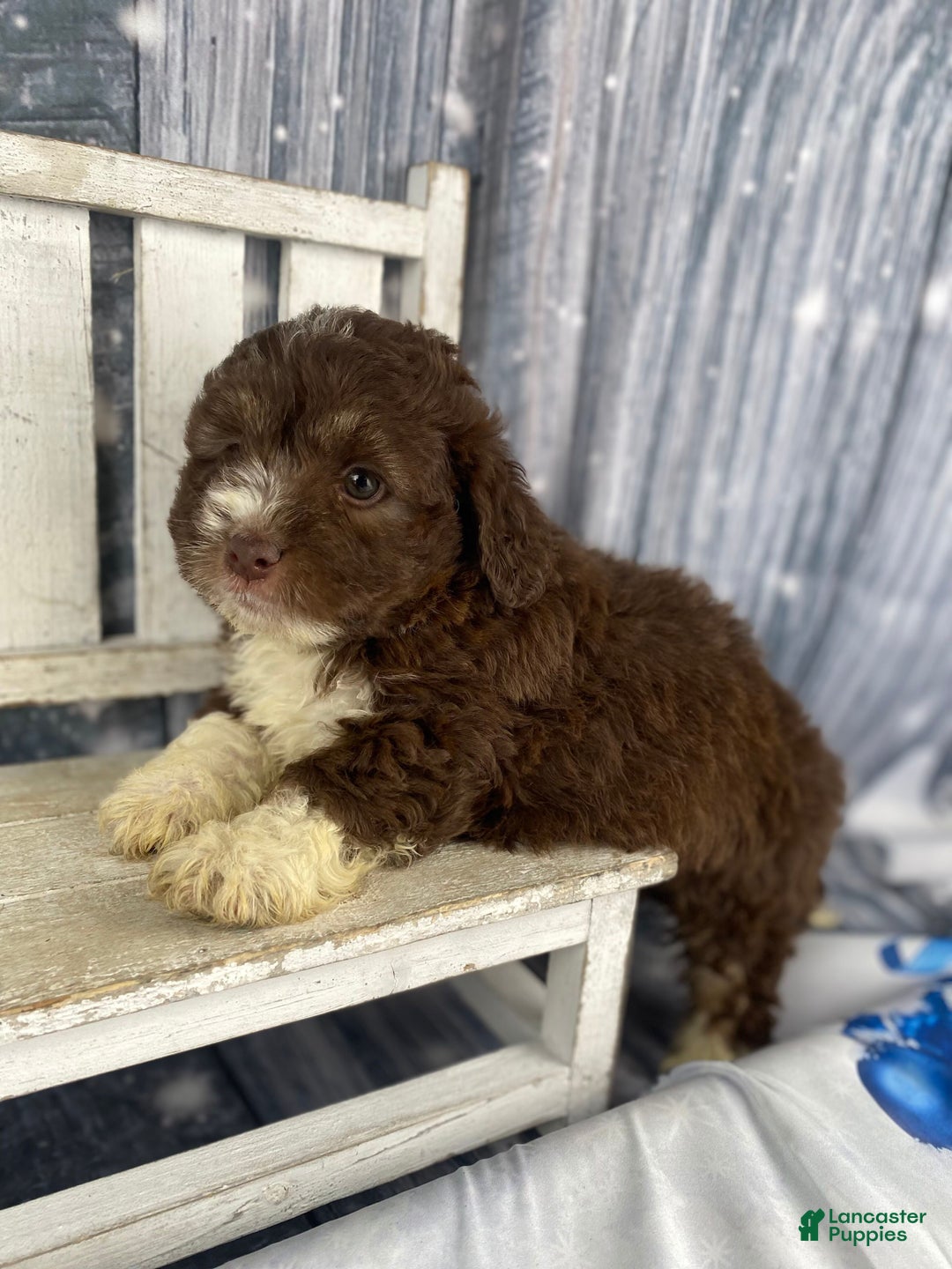 Mini Aussiedoodle dogs for sale: Ike - Ad 10