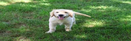 Golden Retriever dogs for sale: Gilbert - Ad 2