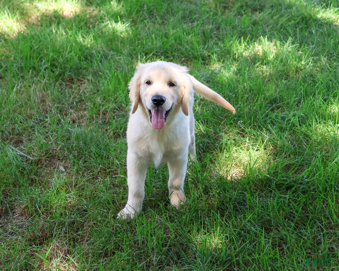 Golden Retriever dogs for sale: Gilbert - Ad 2