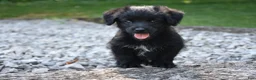 Bordoodle dogs for sale: Rex - Ad 1