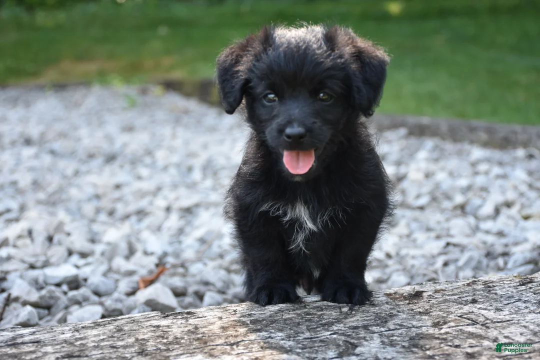 Bordoodle dogs for sale: Rex - Ad 1