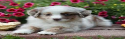 Miniature Australian Shepherd dogs for sale: Liberty - Ad 4