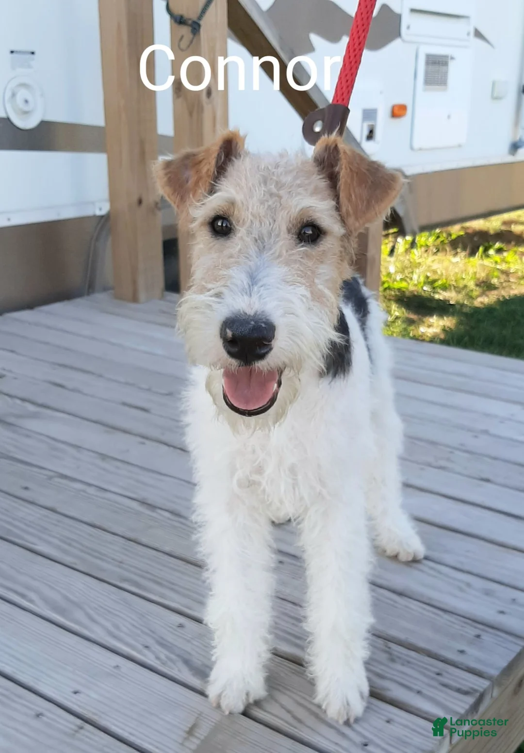 Wire Fox Terrier dogs for sale: (June) Wire Fox Terrier 4 - Ad 12