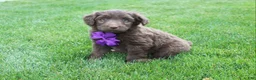 Mini Aussiedoodle dogs for sale: Charlie - Ad 6