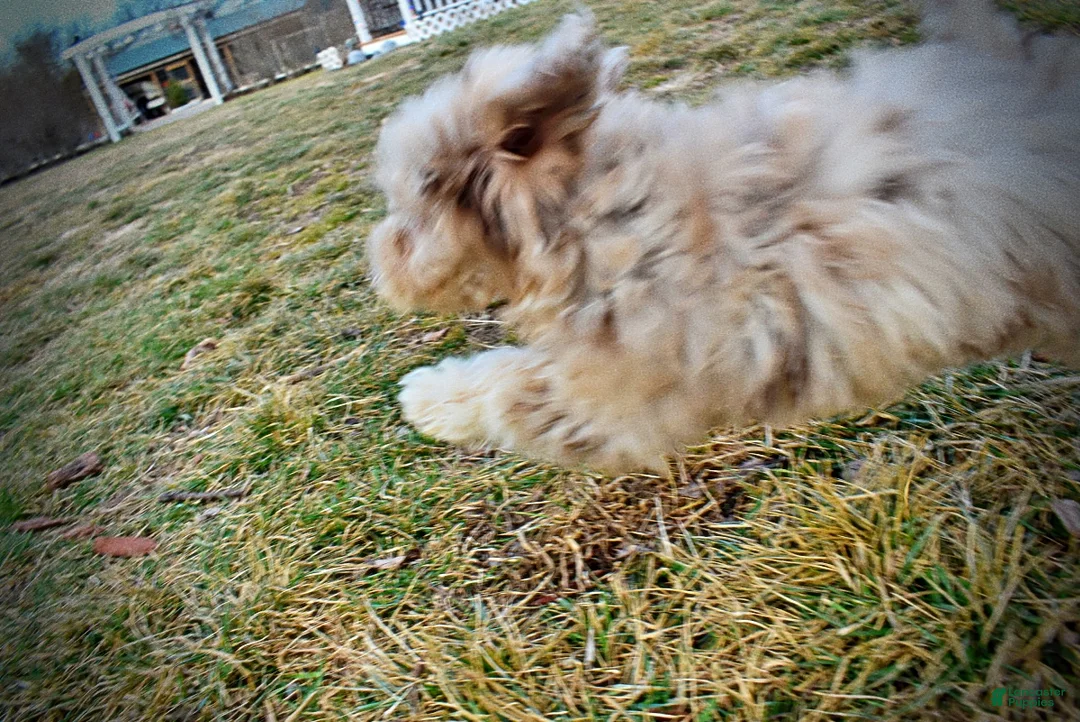 Havapoo dogs for sale: Webster - Ad 33