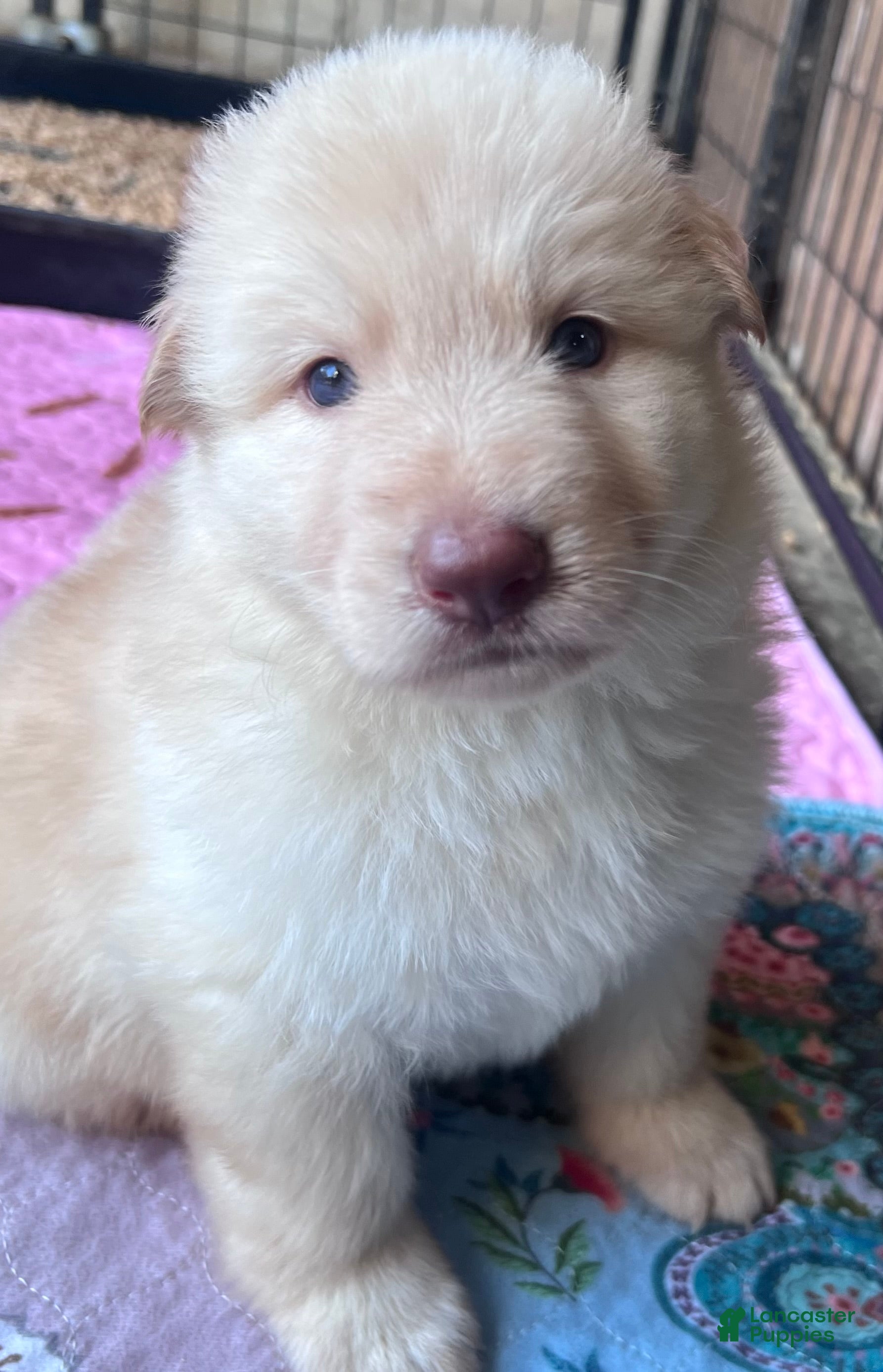 German Shepherd dogs Light Isabella male  - Ad 1