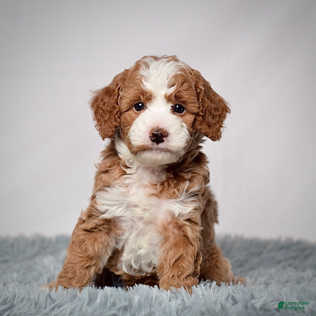 Mini Goldendoodle dogs for sale: Mr. Parker - Ad 2