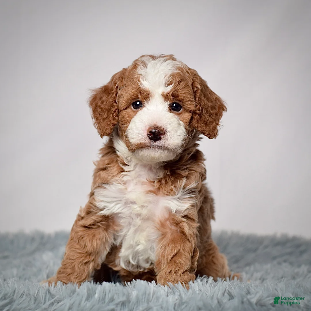 Mini Goldendoodle dogs for sale: Mr. Parker - Ad 2