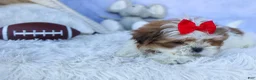 Shih Tzu dogs for sale: SAMMY - Ad 6