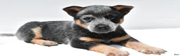 Australian Cattle Dog dogs for sale: Riley - Ad 9