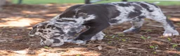 Great Dane dogs for sale: Apollo - Ad 3