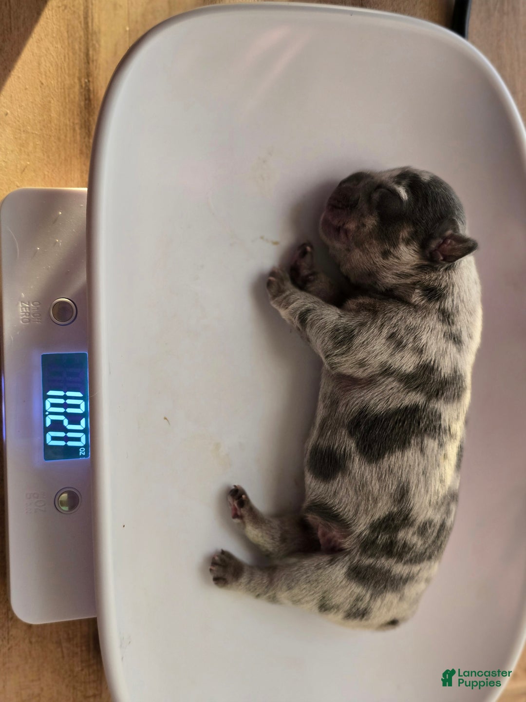 French Bulldog dogs for sale: French Bulldog Puppy 4 - Ad 1