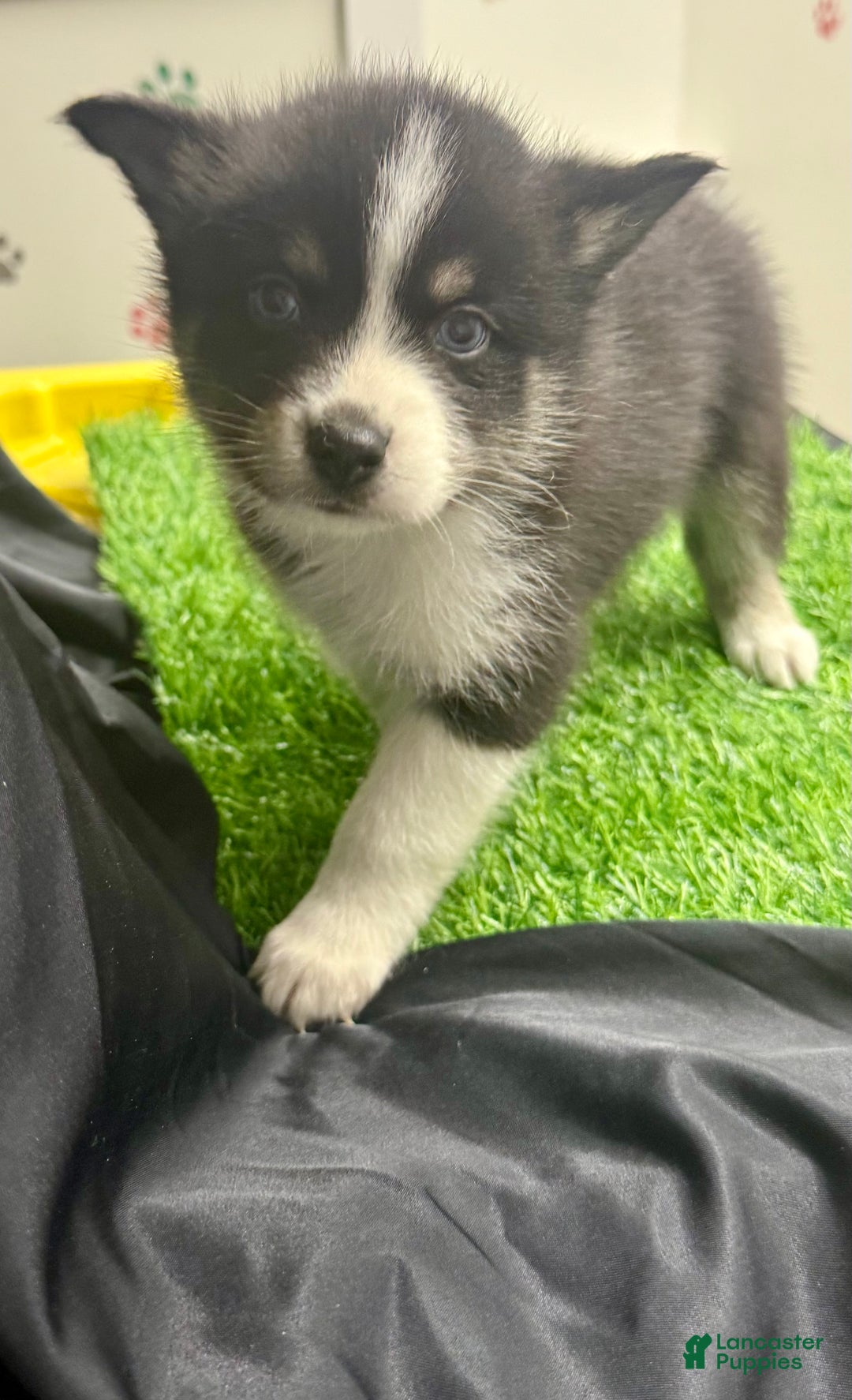 Mixed Breed dogs for sale: Nick - Ad 7