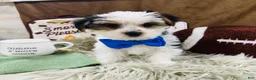 Yorkshire Terrier dogs for sale: Clark - Ad 12