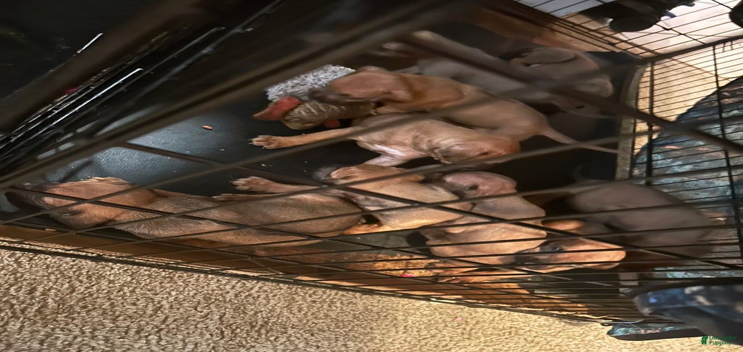 Gallery Image {{count}}