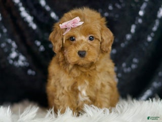 Maltipoo dogs - Ad 40