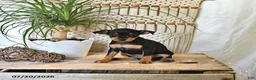 Miniature Pinscher dogs for sale: Betsie - Ad 4