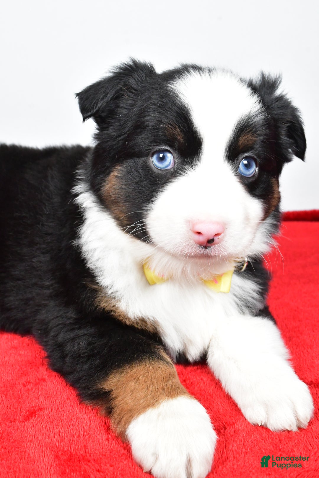 Miniature Australian Shepherd dogs for sale: Rick - Ad 8