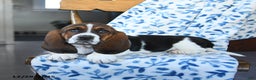 Basset Hound dogs for sale: Diamond - Ad 3