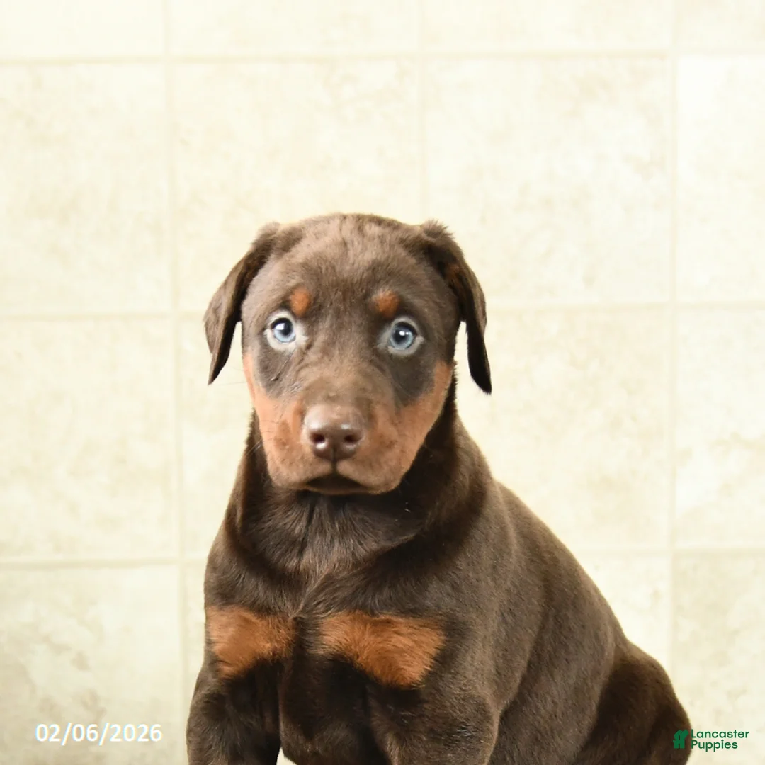 Doberman Pinscher dogs for sale: Fancy - Ad 5