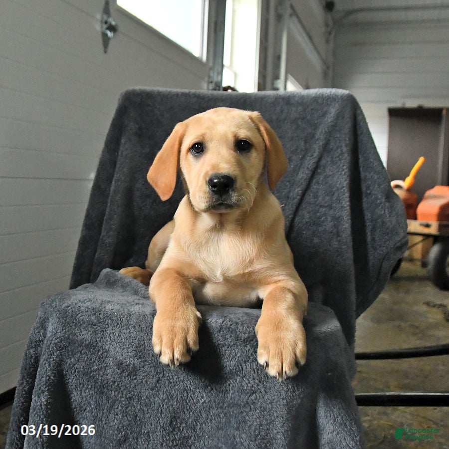 Labrador Retriever dogs Glory - Ad 2