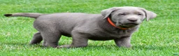 Labrador Retriever dogs for sale: Skittles - Ad 3