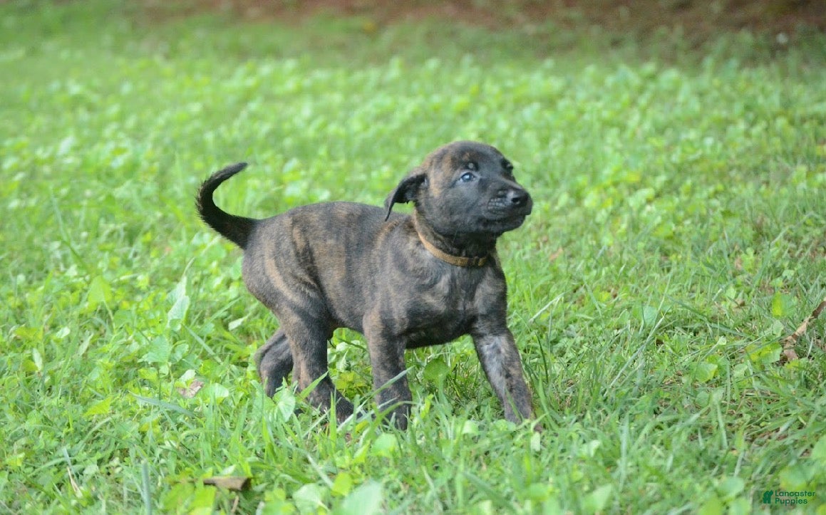Dutch Shepherd dogs Akela - Ad 1