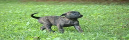 Dutch Shepherd dogs for sale: Akela - Ad 1