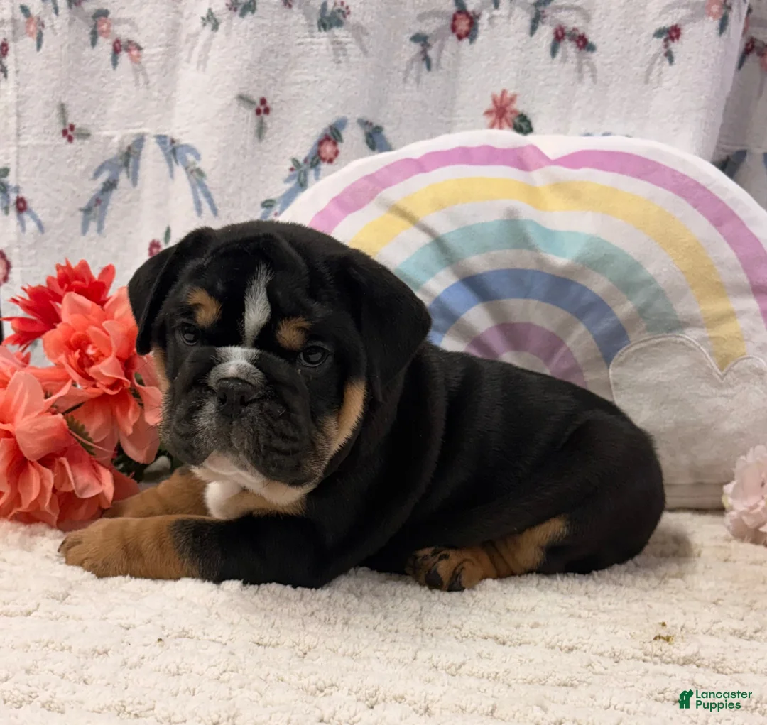 English Bulldog dogs for sale: Blitz - Ad 4