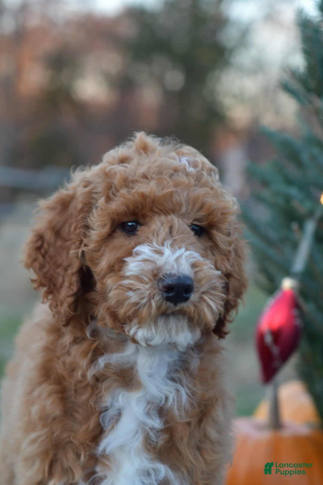Standard Poodle dogs for sale: Candy - Ad 19