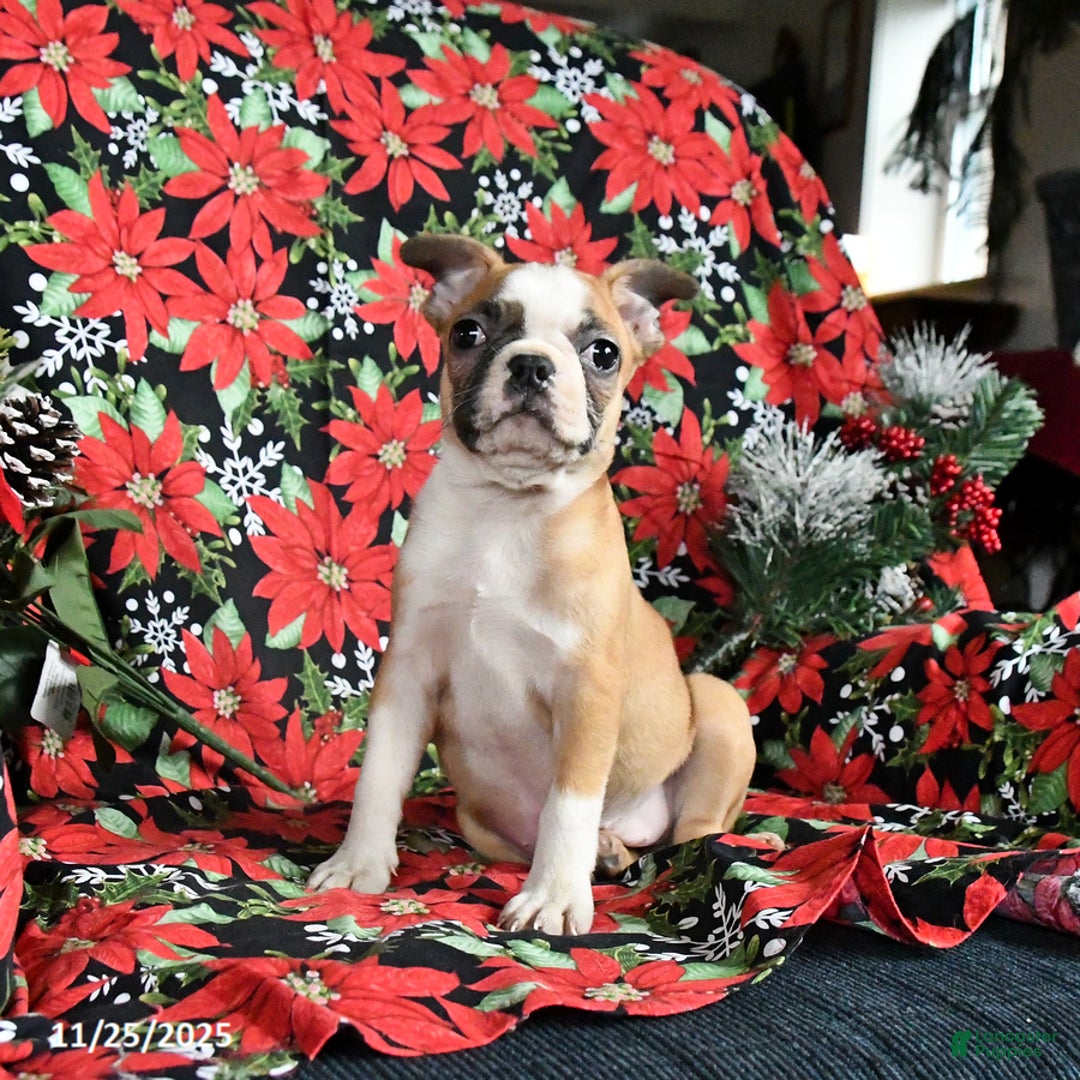 Boston Terrier dogs for sale: Chili - Ad 2