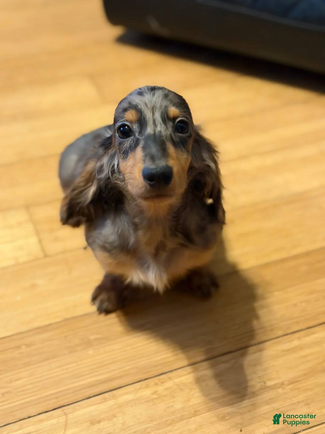 Miniature Dachshund dogs for sale: AKC Russian- Pra clear sale - Ad 2