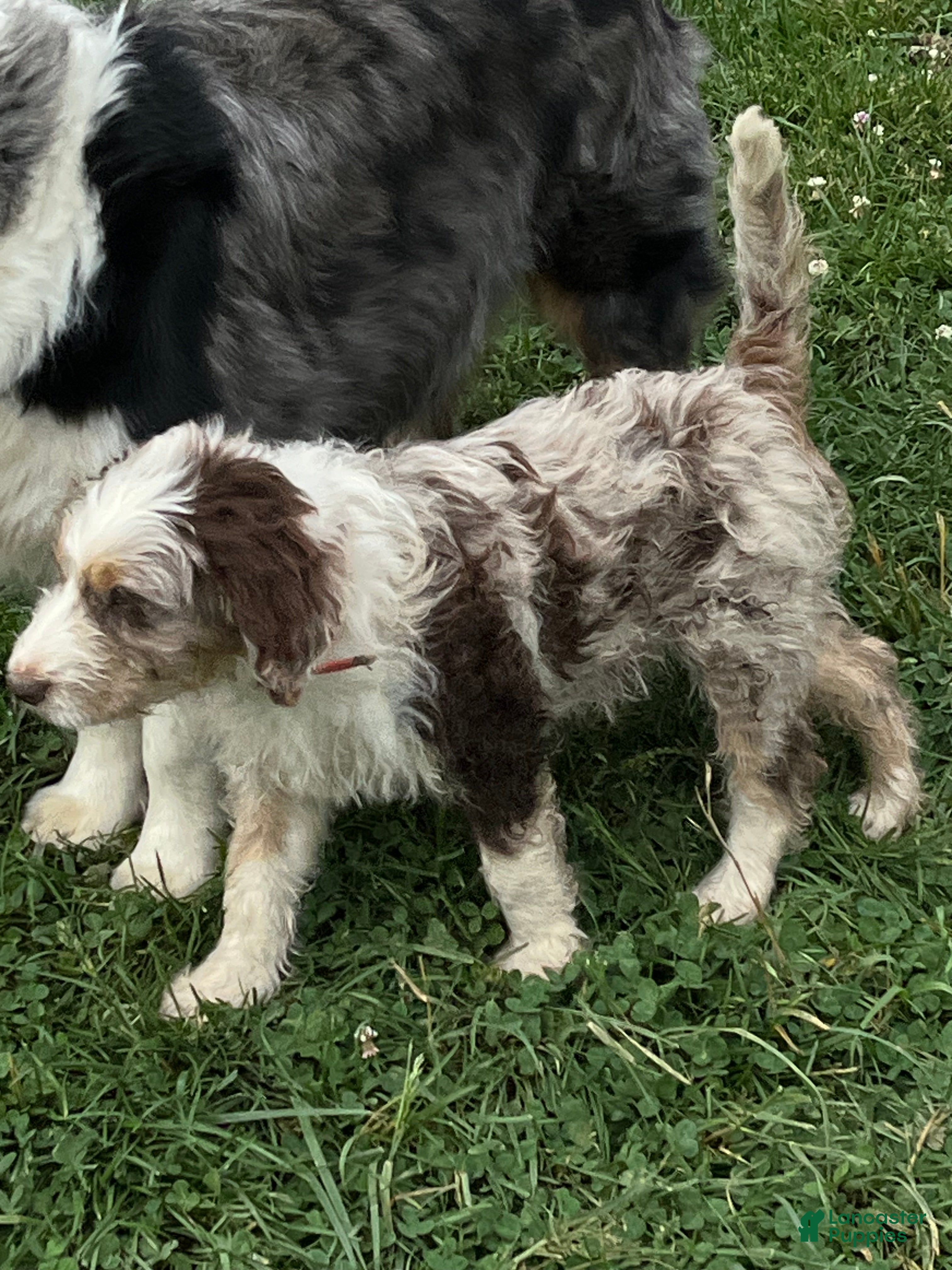 Aussiedoodle dogs Latigo  - Ad 2