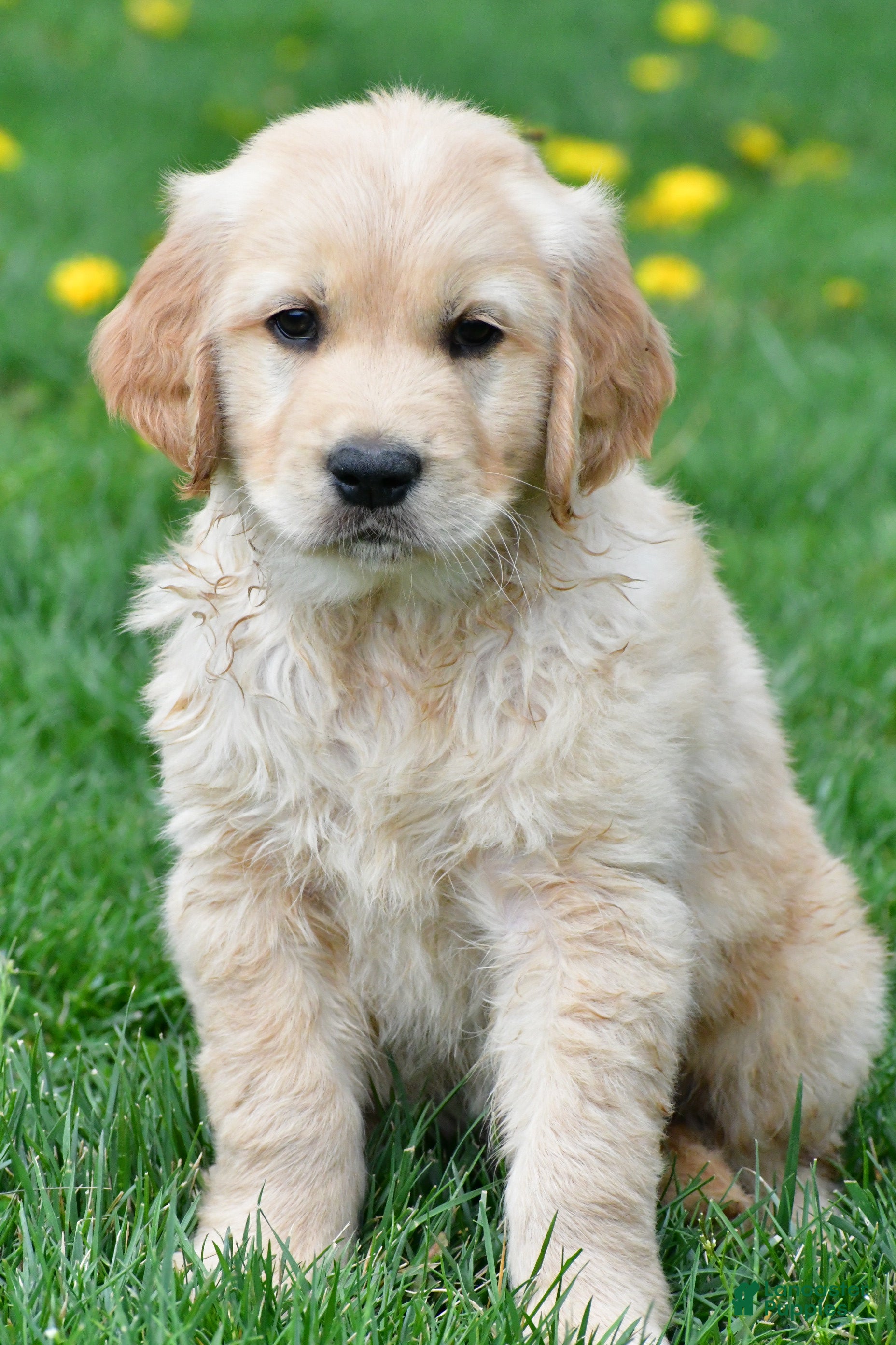 Golden Retriever dogs Diesel - Ad 1