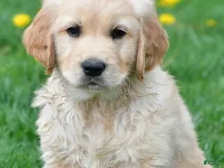 Golden Retriever dogs for sale: Diesel - Ad 4