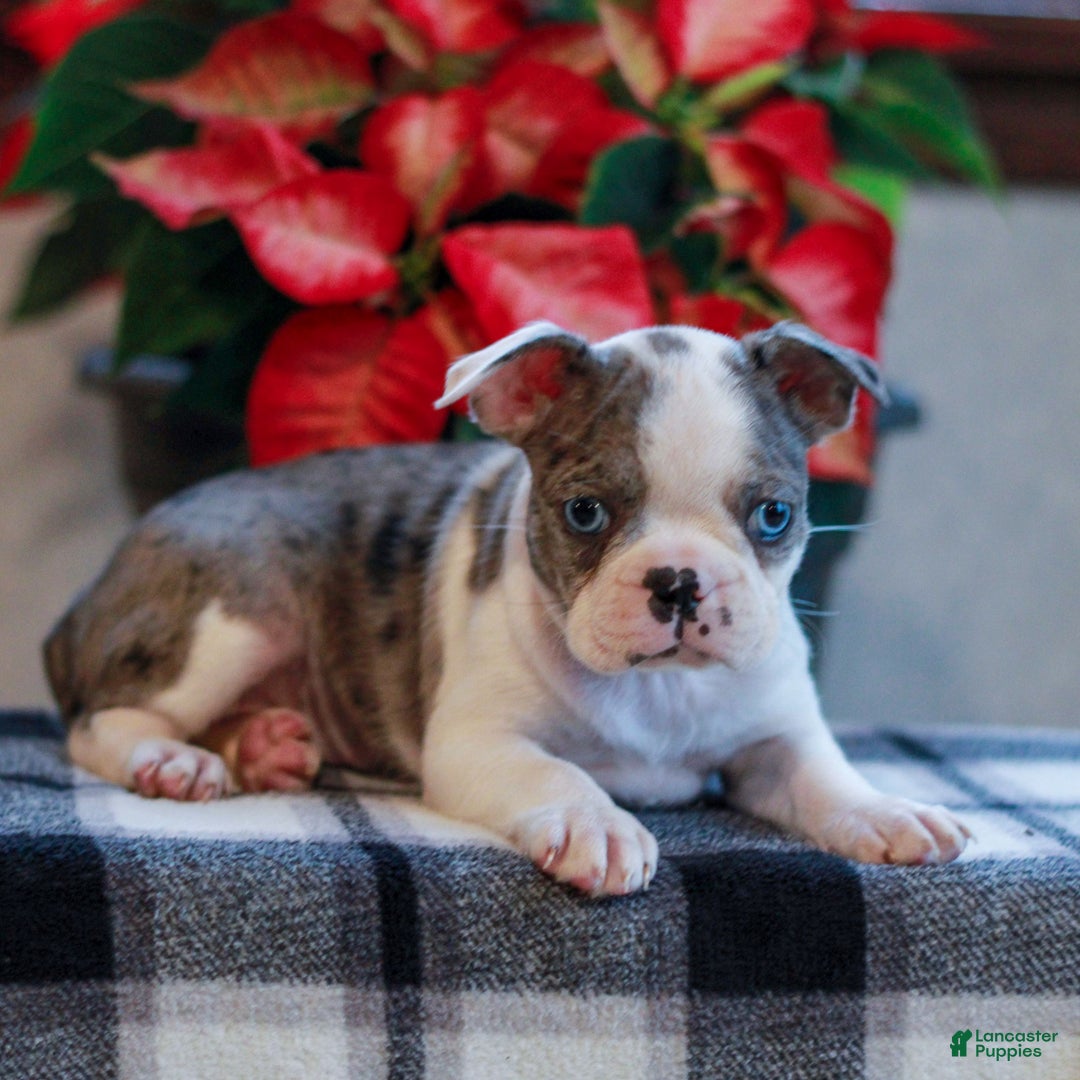 Boston Terrier dogs for sale: Laura  - Ad 3