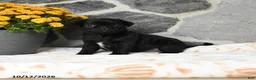 Pug dogs for sale: Mochi - Ad 4