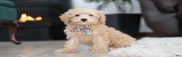 Schnoodle dogs for sale: Ollie - Ad 9